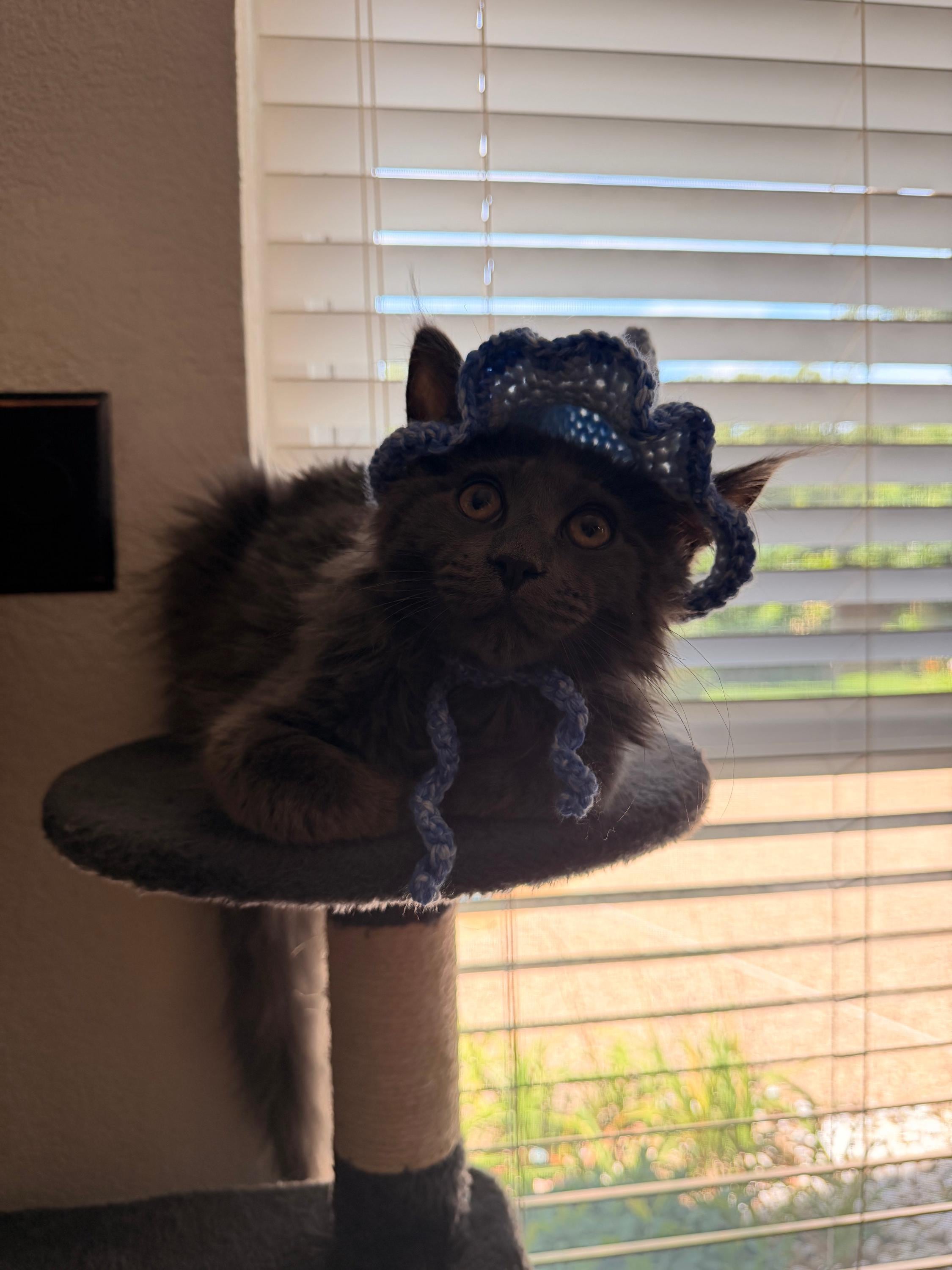 Crochet Cat Wizard Hat | Handmade Pet Hat for Cats | Funny Cat Gift | Cottagecore Cat Accessories | Made to Order | Whimsical Cat Owner Gift